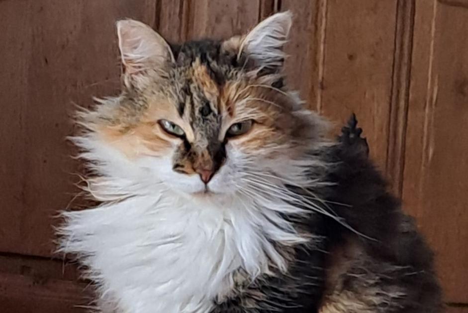 Avviso scomparsa Gatto Femmina , 4 anni Lacassagne Francia